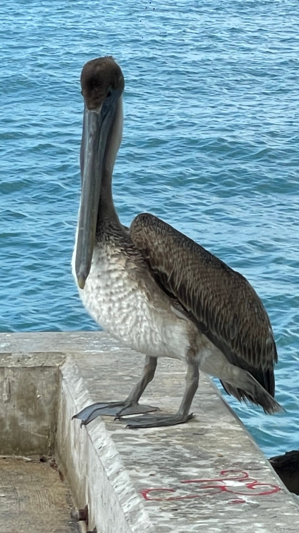 Key West, FL, Day 6, 160223