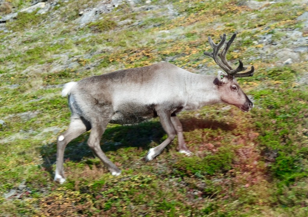 Svalbard Express, Day 7, Honningsvåg (Magerøya),&nbsp;120924