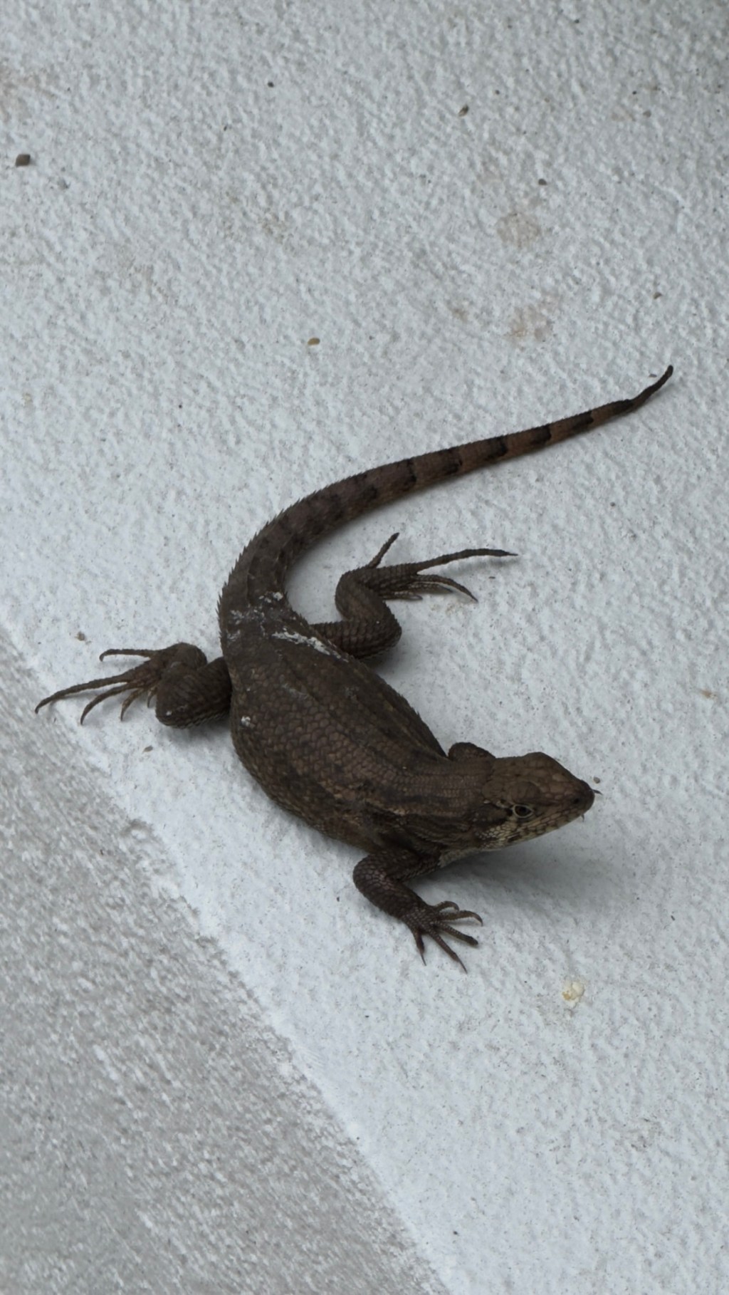 Nassau and Sandals Barefoot Cay, day 4,&nbsp;310325