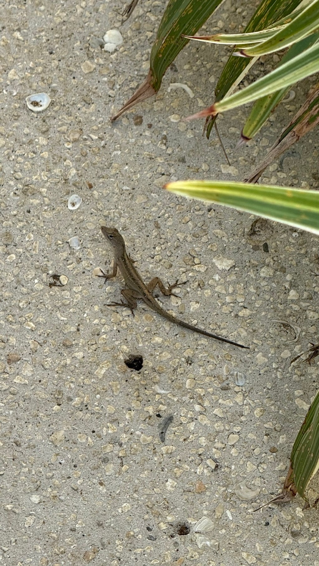 Sandals Beach and Caribbean Critters, day 8, 040425