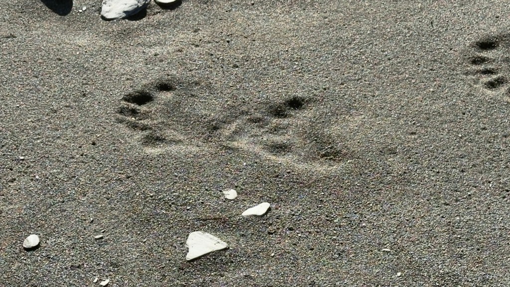 Ramah Bay, Labrador, day 11, 290926